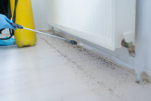 Best Ant Control Services  in Ocean Grove, MA